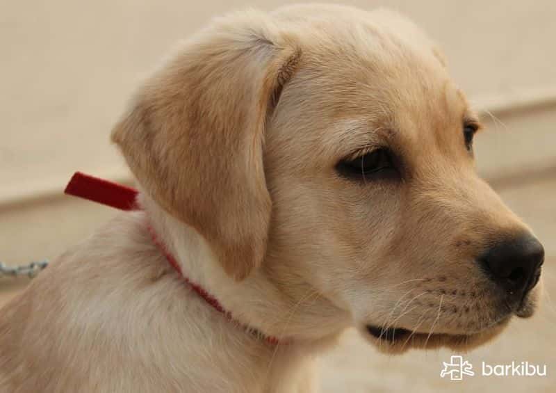 ataque de epilepsia en perros sintomas